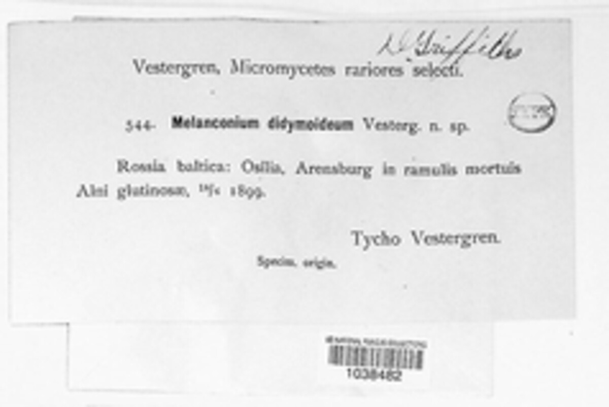 Melanconium sphaeroideum image